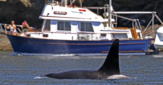 Contributed photo.
New bill provides extra buffer for orcas.