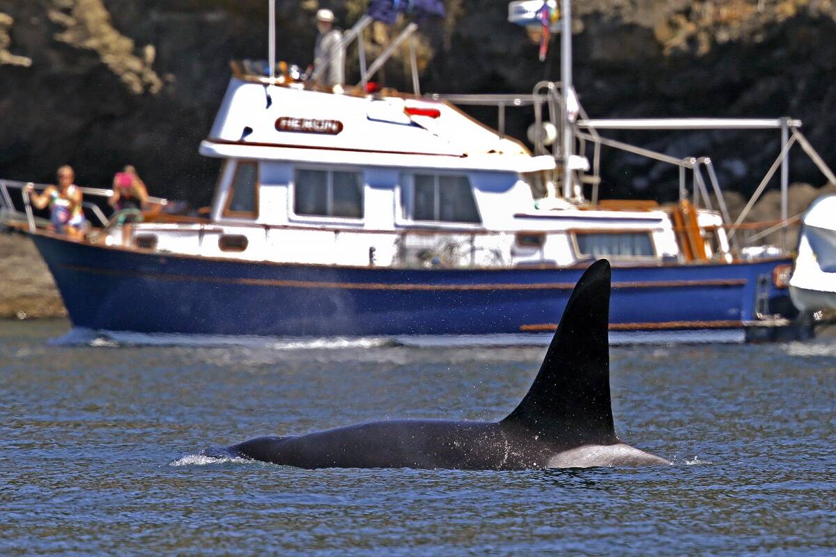 Contributed photo.
New bill provides extra buffer for orcas.