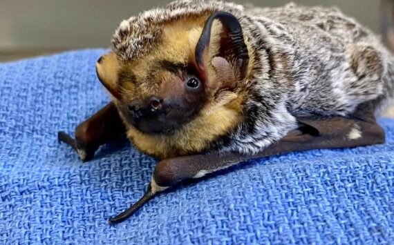 Contributed photo by the World Bat Sanctuary
A young Hoary Bat in care of Bat World Sanctuary, a conservation facility in Texas.