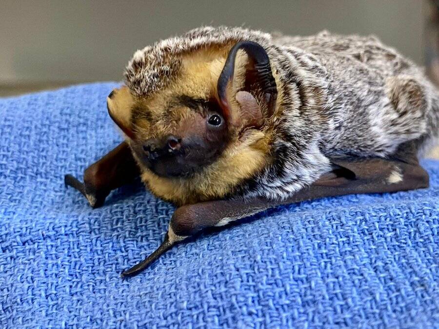 Contributed photo by the World Bat Sanctuary
A young Hoary Bat in care of Bat World Sanctuary, a conservation facility in Texas.