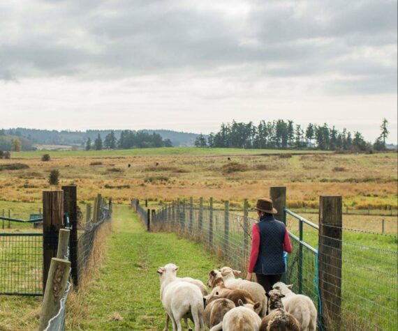 Food Hub allows islanders to connect with local farmers