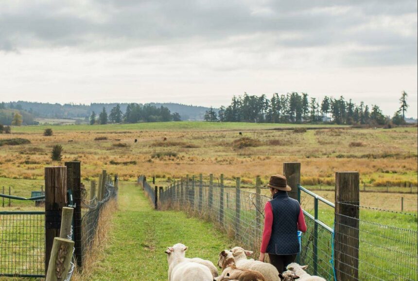 Food Hub allows islanders to connect with local farmers