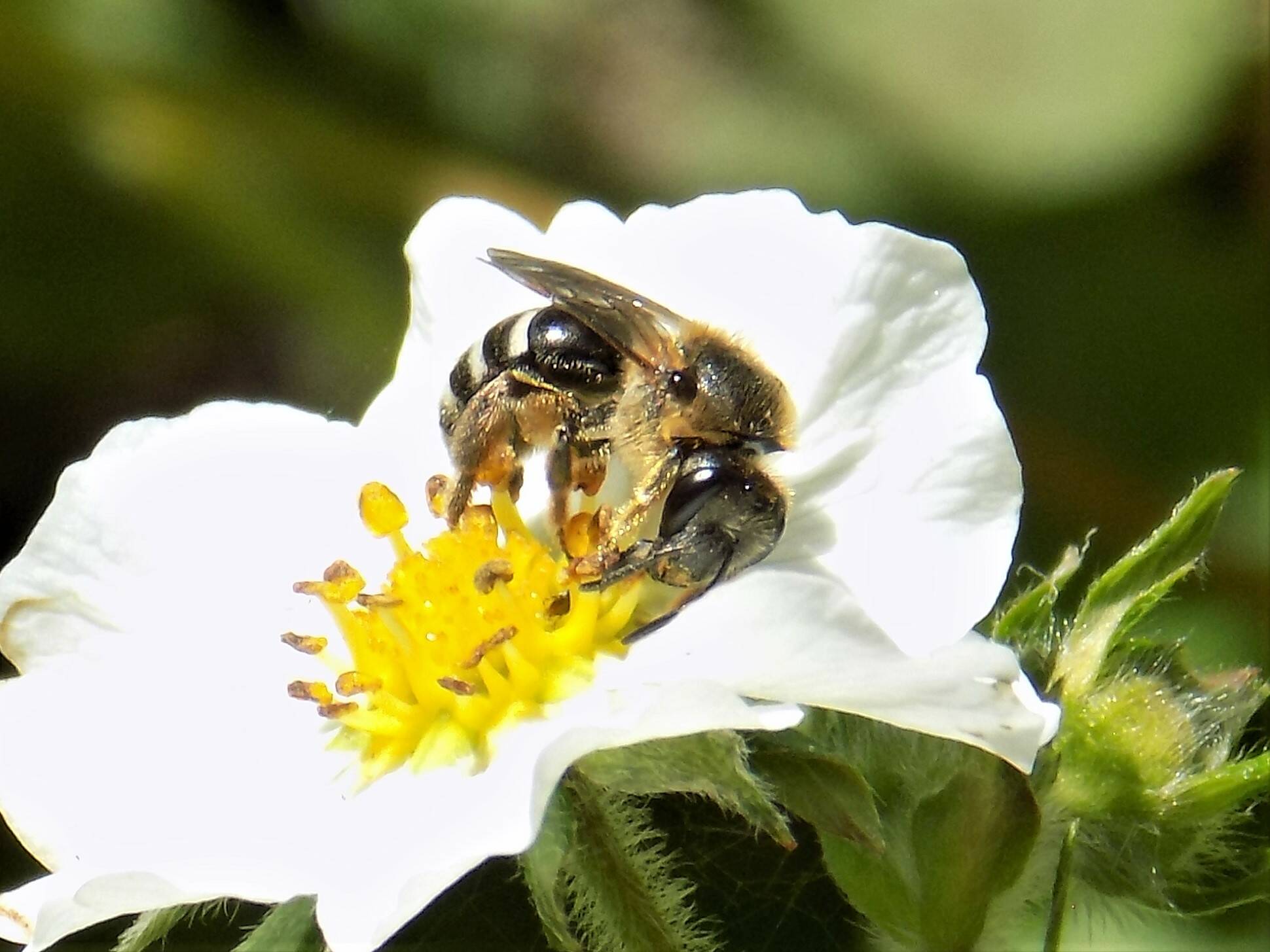 Contributed photo by Russel Barsh
Halictus tripartitus enjoying a woodland strawberry flower in the author’s garden.