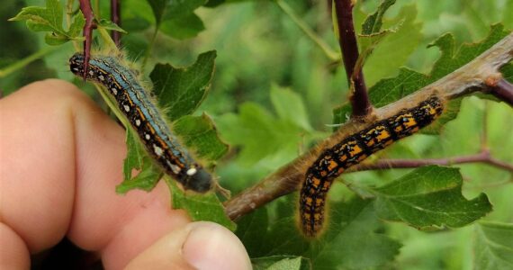 Contributed photo by Madrona Murphy
The Forest tent caterpillar is on the left, and the Western tent caterpillar is on the right.