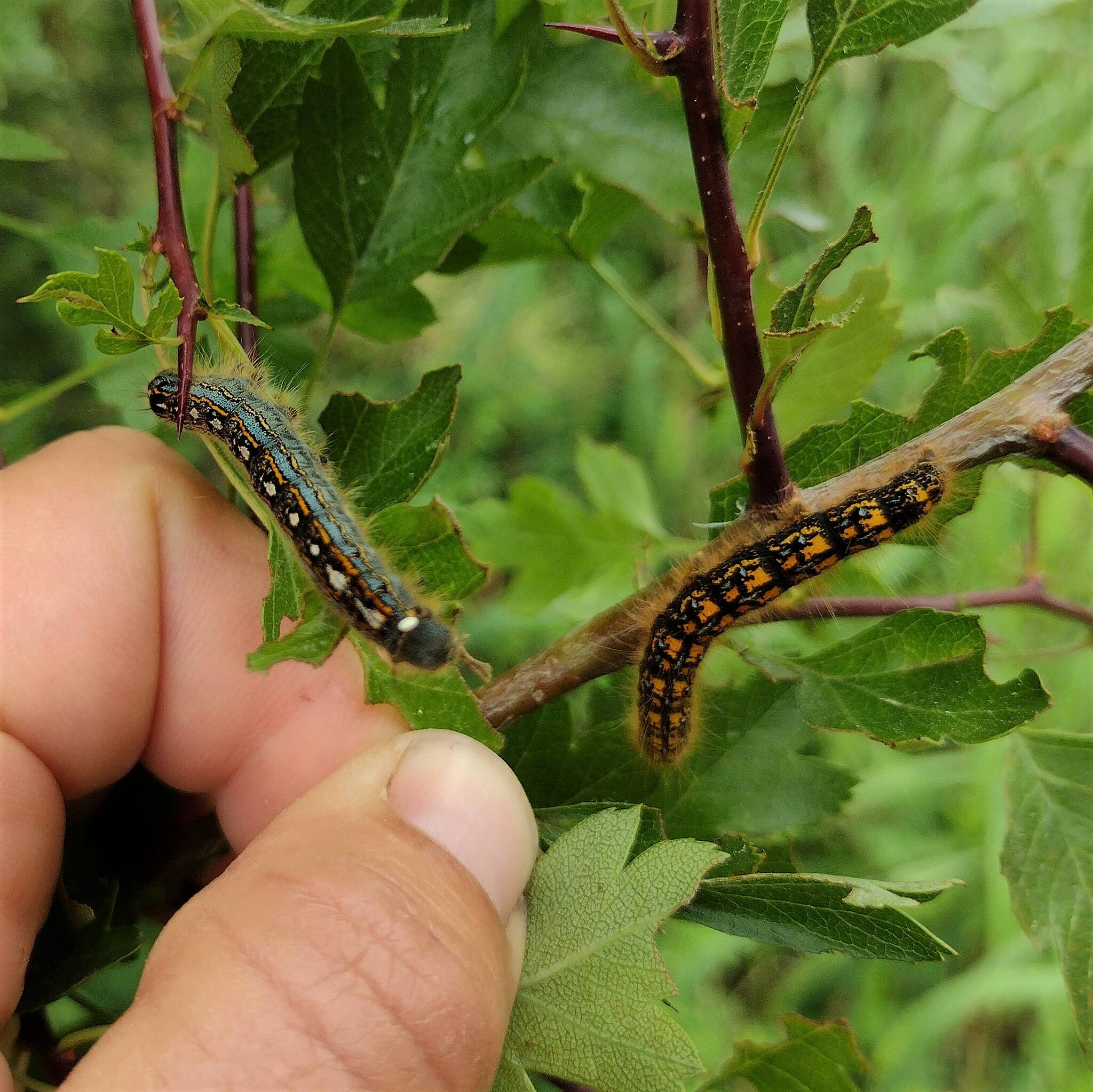 Contributed photo by Madrona Murphy
The Forest tent caterpillar is on the left, and the Western tent caterpillar is on the right.
