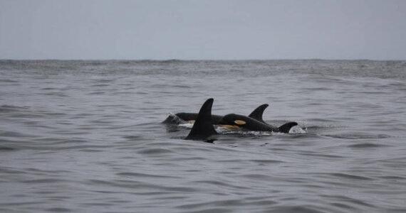 Contributed photo by Howie Tom
L pod off of Tofino, British Columbia.