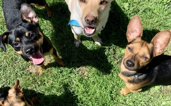 Left to right: Brie, Havarti, Colby and Romano.