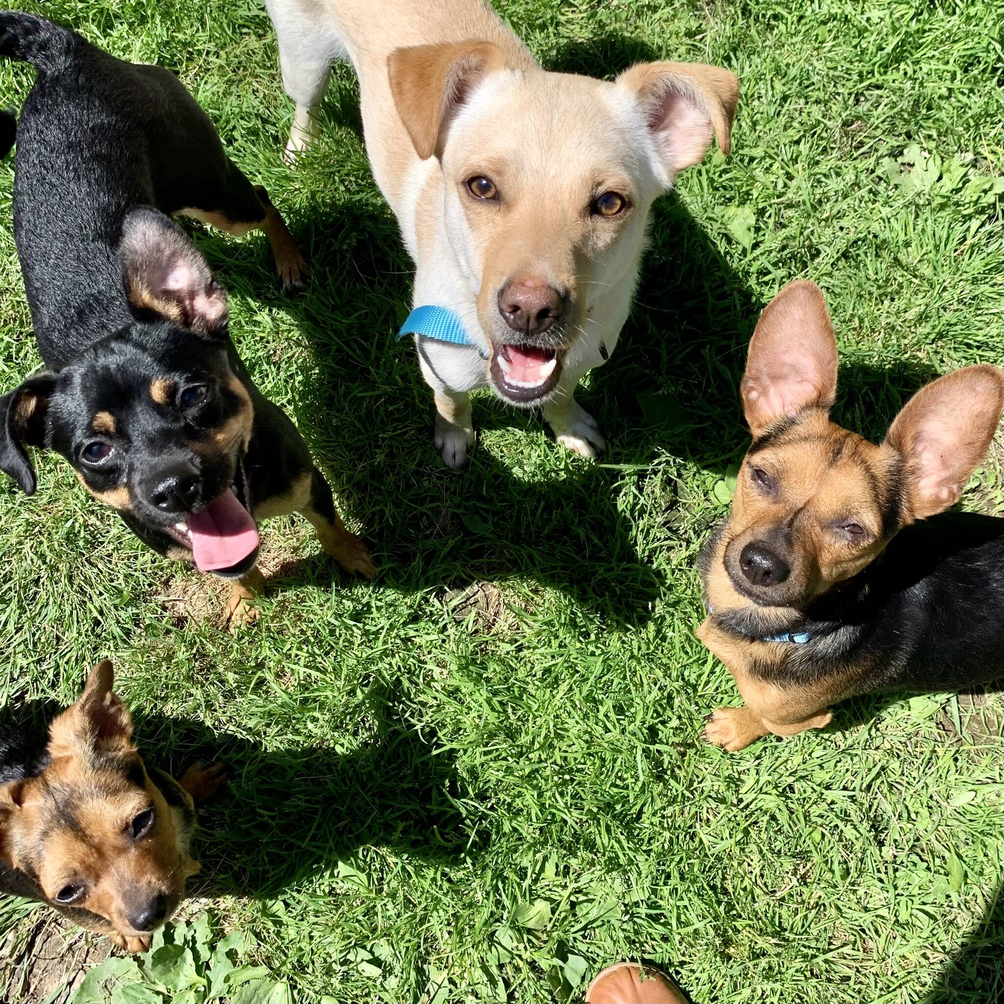 Left to right: Brie, Havarti, Colby and Romano.