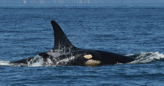 Contributed photo by The Center for Whale Research
L119 and her new calf L126