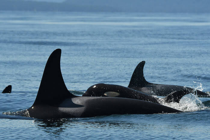 Contributed photo by The Center for Whale Research
L119, her new calf L126, and L124
