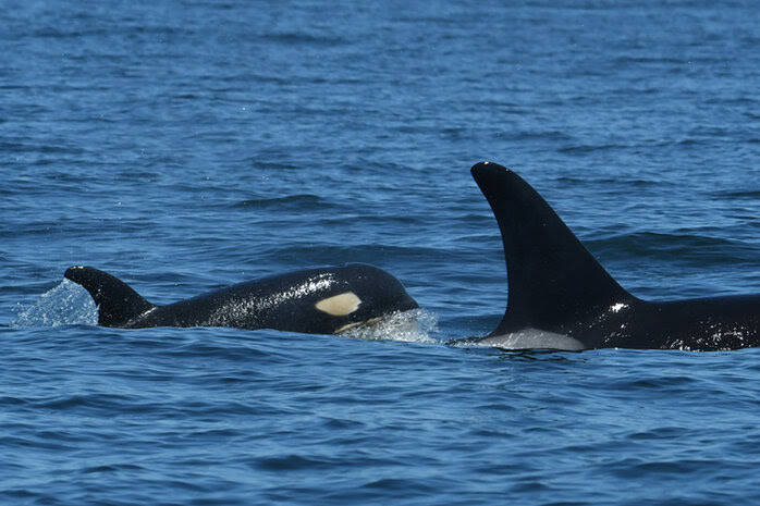 Contributed photo by The Center for Whale Research
L94 and her new calf L127