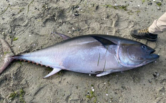 SeaDoc Society photo. The bluefin tuna.