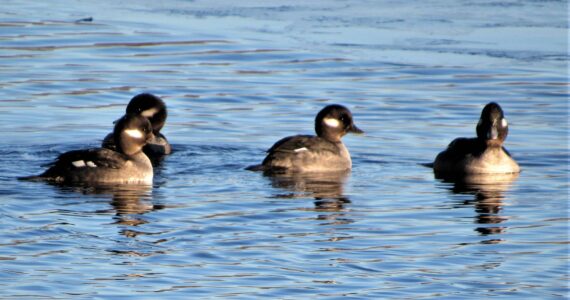 Contributed photo by R. Barsh for Kwiaht
Buffleheads on Hummel Lake