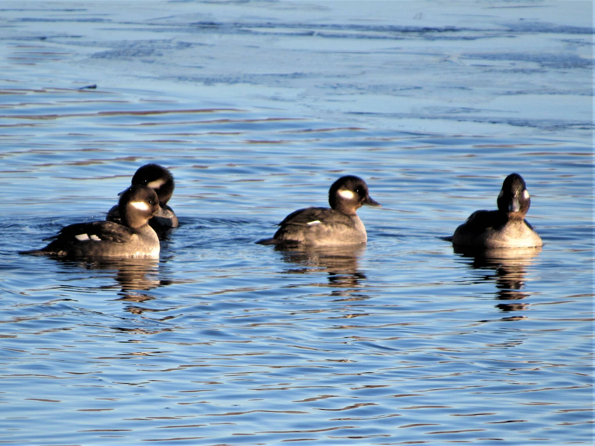 Contributed photo by R. Barsh for Kwiaht
Buffleheads on Hummel Lake