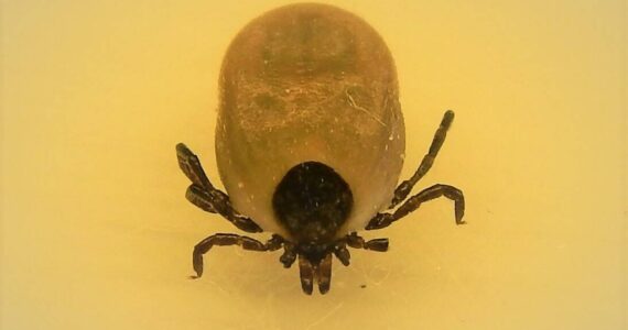Contributed photo
An engorged Western Blacklegged tick.
