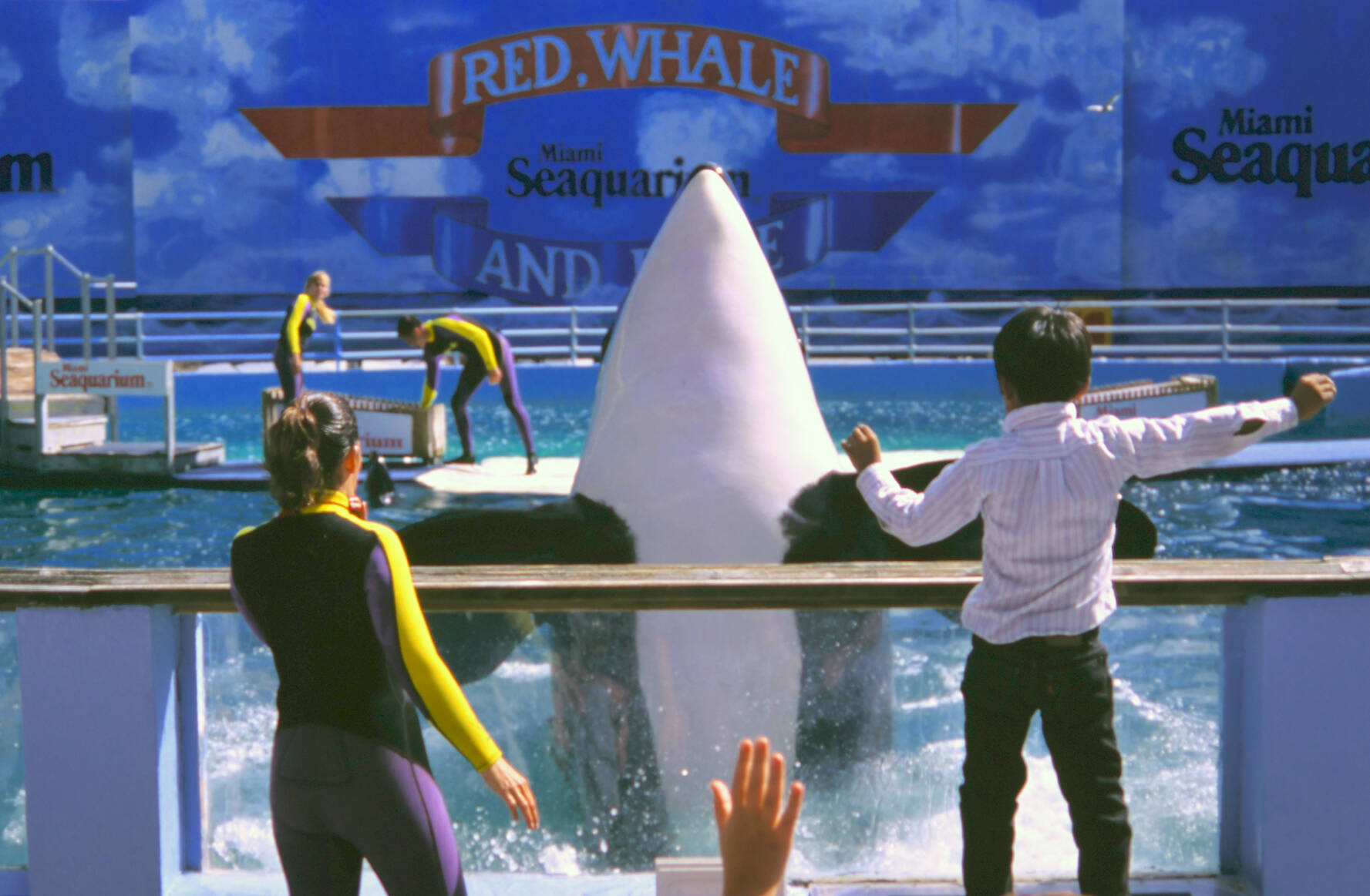 Photo by Ken Balcomb
Under her stage name of Lolita (aka Tokitae, aka Sk’aliCh’elh-tenaut), a young female orca performs for an audience of adoring fans in a small tank at the Miami Seaquarium in this archive photo from the mid 1990s. With the help of a few key non-profits, the Lummi Nation, and the blessing of the marine park’s owner, Sk’aliCh’elh-tenaut as she is now known may retire to the waters of the Pacific Northwest after over 53 years in show business.