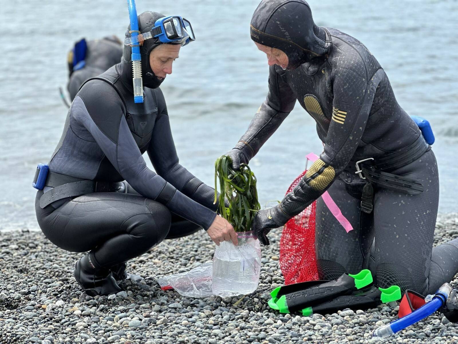 Conributed photo
Friends of the San Juans’ Science Director Tina Whitman and volunteer Nickie Davis collecting samples for wasting disease analysis.