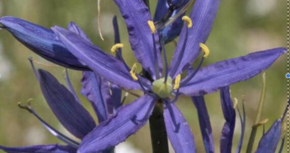 Contributed photo
camassia quamash