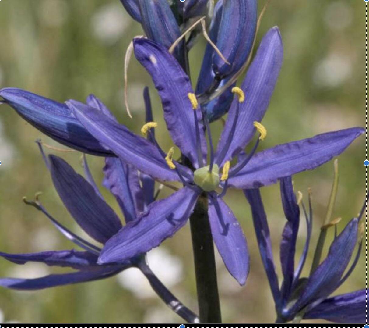 Contributed photo
camassia quamash