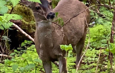 A Sitka blacktail deer munches on new greens. (Courtesy Photo | Denise Carroll)
