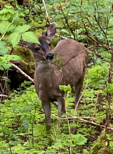 A Sitka blacktail deer munches on new greens. (Courtesy Photo | Denise Carroll)