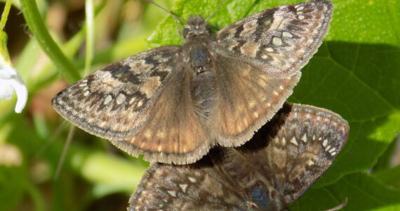 Contributed photo by Russel Barsh, Director of KWIAHT
Propertius Duskywing butterflies