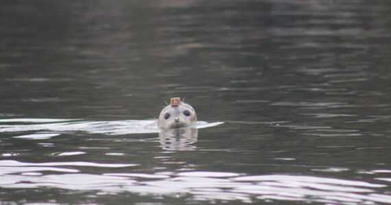 Heather Spaulding \ staff photo
One pup takes a good look at the humans gathered on the shoreline.