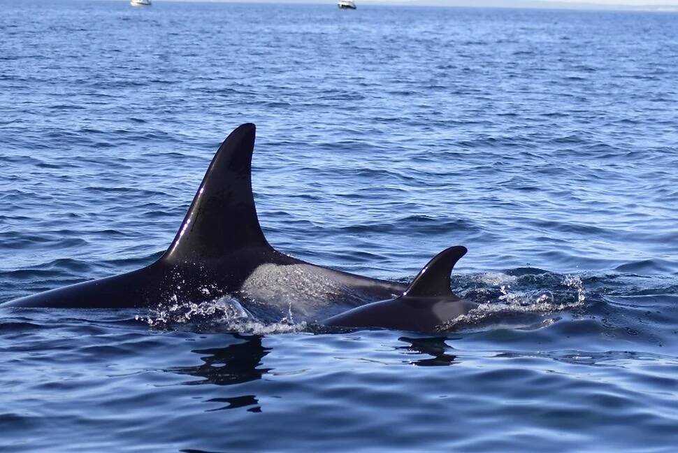 Photo credit Maya Sears NMFS Permit 27052.