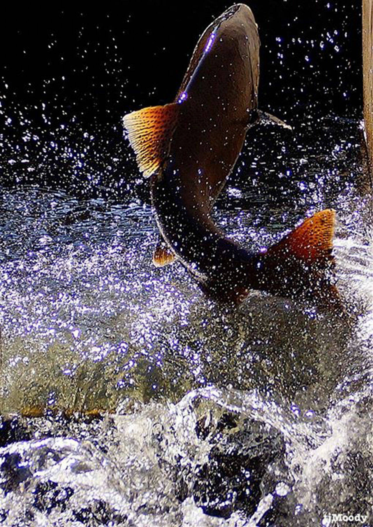 File photo courtesy of T.J. Moody
A salmon moves through the water during Salmon Days in Issaquah.