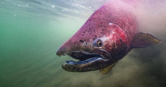 Photo by Ryan Hagerty/USFWS
A Chinook salmon is seen in an undated photo.