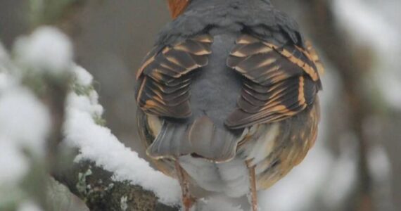 Contributed photo
A thrush in the snow