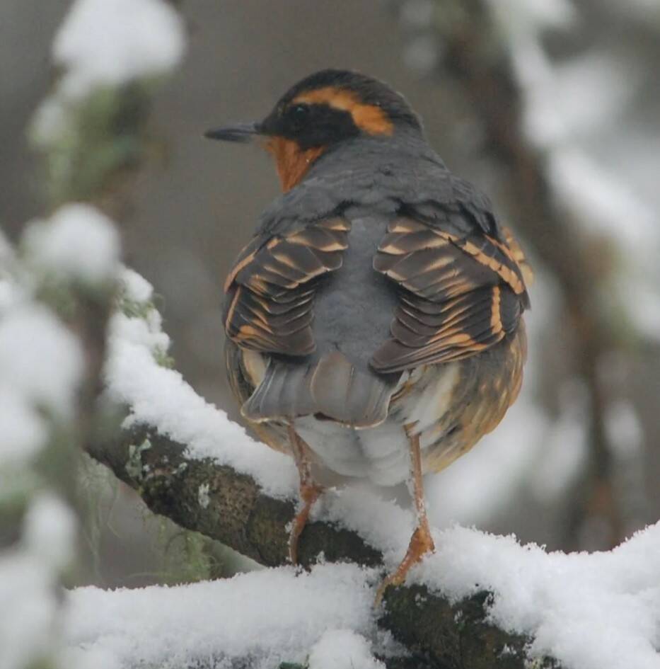 Contributed photo
A thrush in the snow