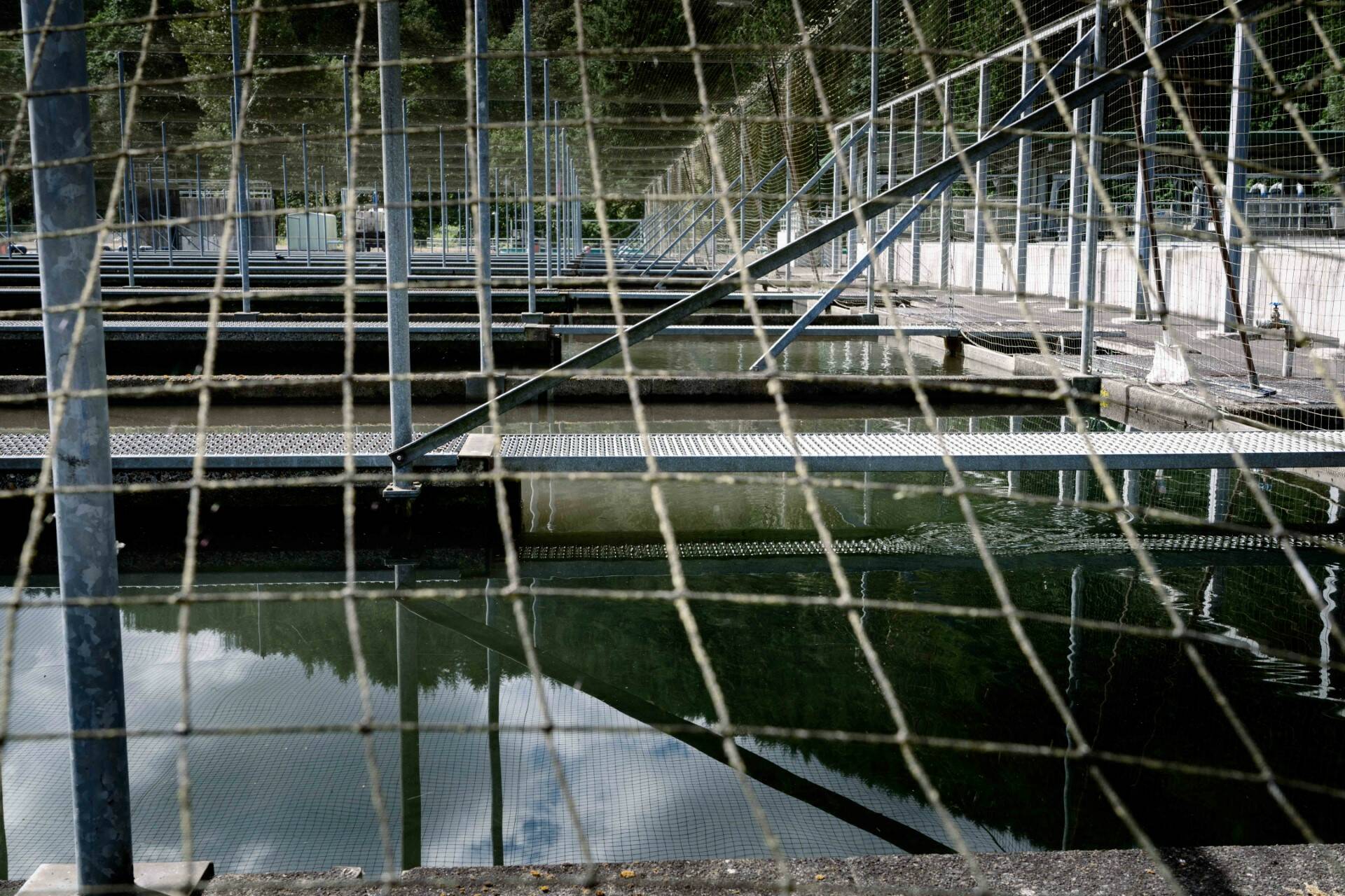 Contributed photo
Kalama Hatchery