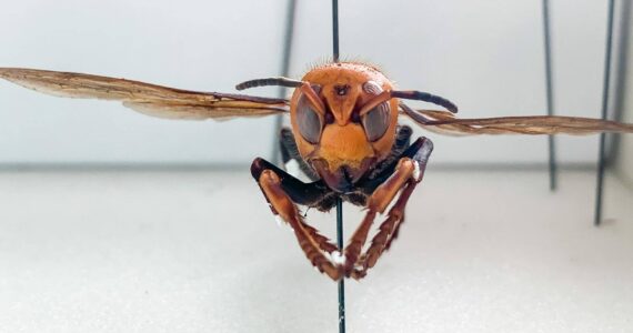 Courtesy of Washington State Department of Agriculture.
The Northern giant hornet is an invasive species from Asia and a known predator of honeybees.
