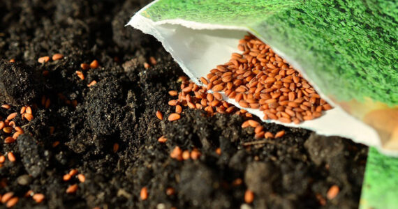 pixabay 
Seeds, planting