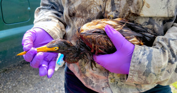 This undated photo provided by the Louisiana Department of Wildlife and Fisheries shows LDWF personnel triage an oiled tricolored heron recovered at the Alliance Refinery oil spill in Belle Chasse, La. Louisiana wildlife officials say they have documented more than 100 oil-soaked birds near after crude oil spilled from a refinery flooded during Hurricane Ida. The Louisiana Department of Wildlife and Fisheries said Thursday, Sept. 9, 2021 that a growing number of oiled birds had been observed within heavy pockets of oil throughout the Phillips 66 Alliance Refinery in Belle Chasse, as well as nearby flooded fields and retention ponds along the Mississippi River. (Louisiana Department of Wildlife and Fisheries via AP)