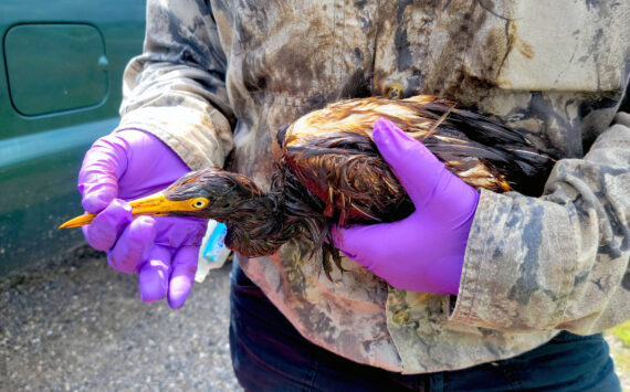 This undated photo provided by the Louisiana Department of Wildlife and Fisheries shows LDWF personnel triage an oiled tricolored heron recovered at the Alliance Refinery oil spill in Belle Chasse, La. Louisiana wildlife officials say they have documented more than 100 oil-soaked birds near after crude oil spilled from a refinery flooded during Hurricane Ida. The Louisiana Department of Wildlife and Fisheries said Thursday, Sept. 9, 2021 that a growing number of oiled birds had been observed within heavy pockets of oil throughout the Phillips 66 Alliance Refinery in Belle Chasse, as well as nearby flooded fields and retention ponds along the Mississippi River. (Louisiana Department of Wildlife and Fisheries via AP)