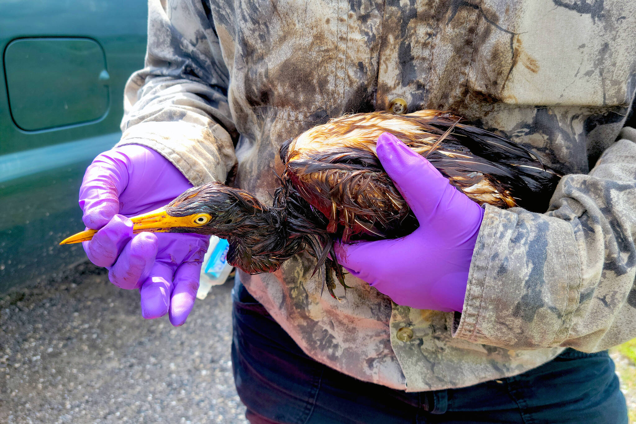 This undated photo provided by the Louisiana Department of Wildlife and Fisheries shows LDWF personnel triage an oiled tricolored heron recovered at the Alliance Refinery oil spill in Belle Chasse, La. Louisiana wildlife officials say they have documented more than 100 oil-soaked birds near after crude oil spilled from a refinery flooded during Hurricane Ida. The Louisiana Department of Wildlife and Fisheries said Thursday, Sept. 9, 2021 that a growing number of oiled birds had been observed within heavy pockets of oil throughout the Phillips 66 Alliance Refinery in Belle Chasse, as well as nearby flooded fields and retention ponds along the Mississippi River. (Louisiana Department of Wildlife and Fisheries via AP)