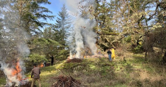 Islands Conservation Corps crew have converted over 400 brush piles to biochar, sequestering carbon dioxide and supporting growth of new native prairie species.