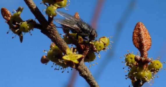 Contributed photo by Russel Barsh for Kwiaht
 A fly sips nectar from a male soapberry flower. It has a few pollen grains on its head and thorax. This photograph was taken in early March