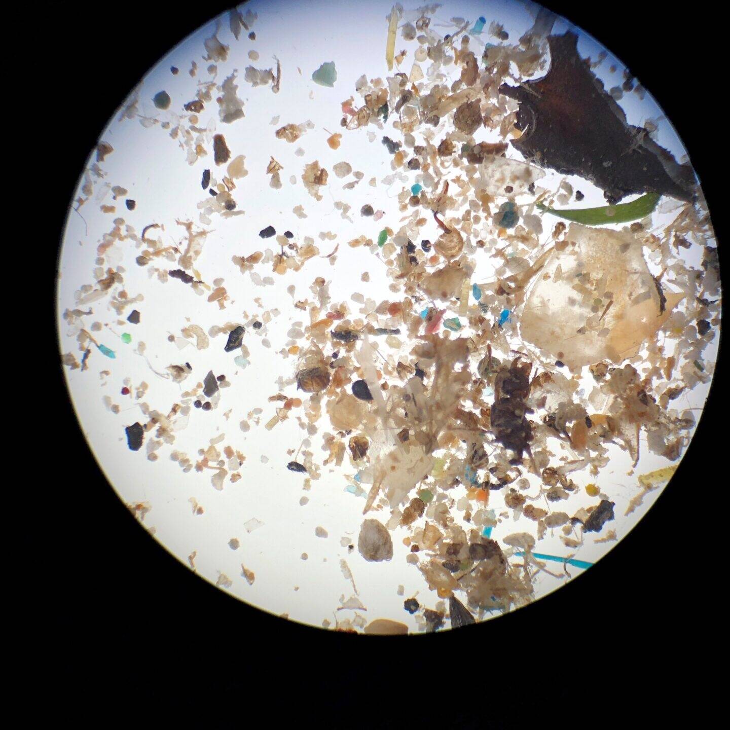 Micro-photograph of microplastics collected from Hudson River water.
Photo credit Hudson River Park