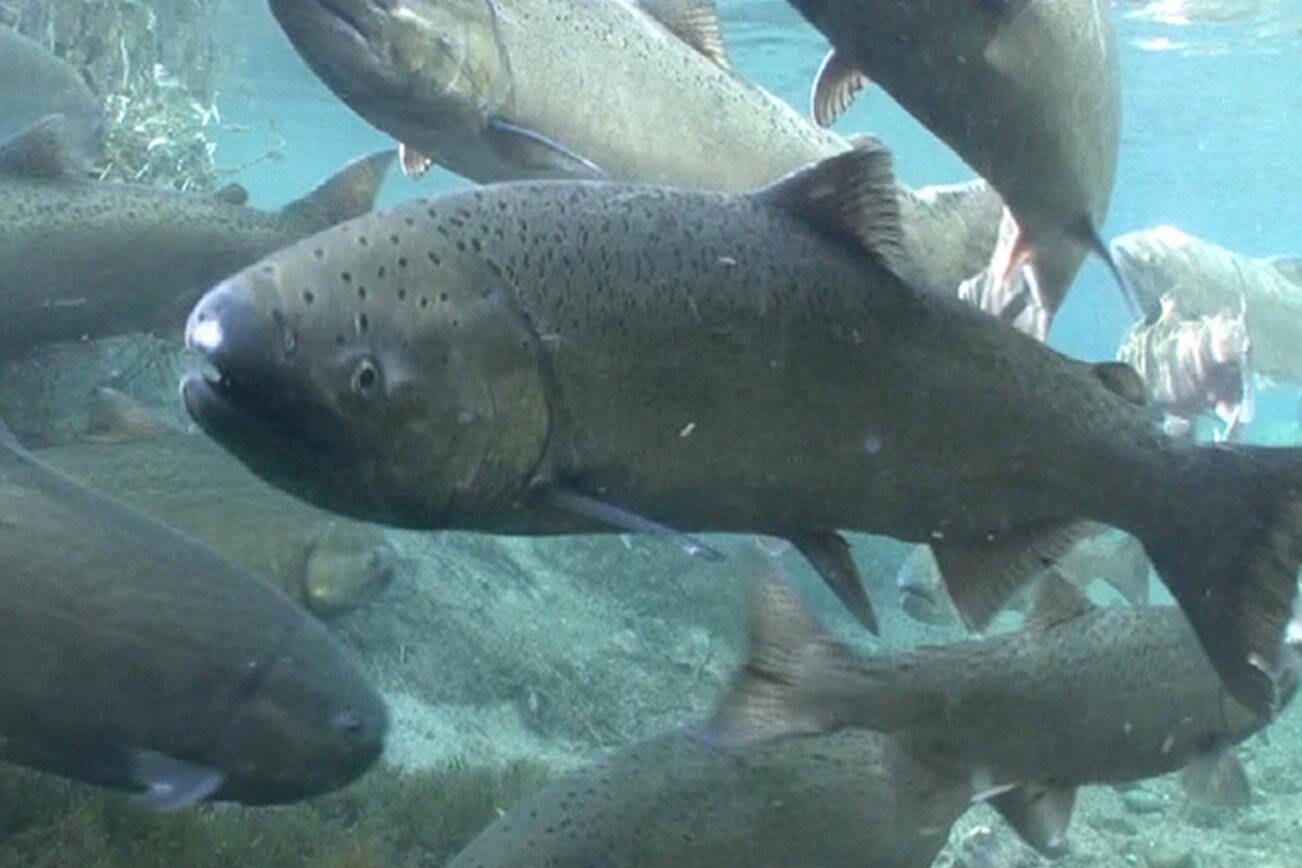 Spring Chinook Salmon.
Photo courtesy Michael Humling, US Fish & Wildlife Service