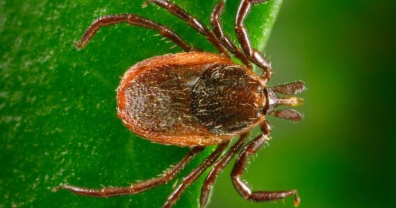 Western blacklegged tick.