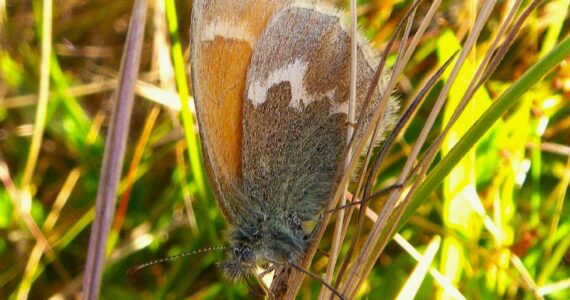 Russel Barsh photo
An Ochre Ringlet.