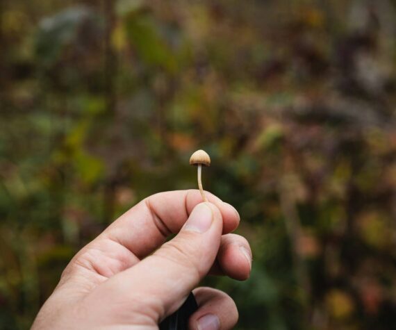 State Legislature rejects medical use of psilocybin