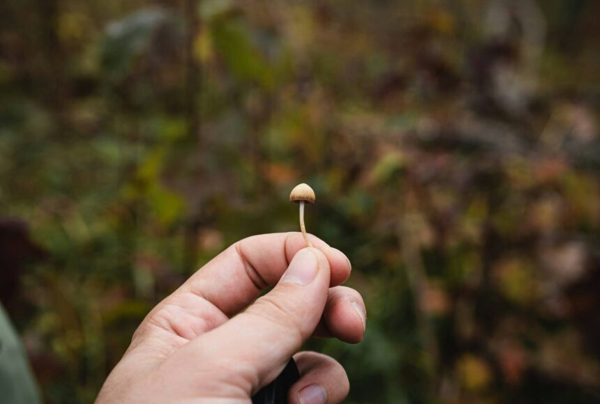 State Legislature rejects medical use of psilocybin