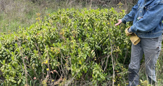 Spurge laurel. Contributed photo.