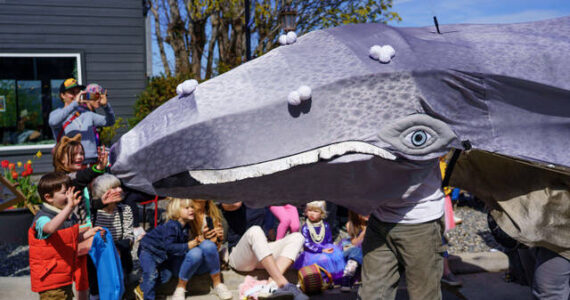 “Patch” the Gray Whale Puppet charms onlookers at the Welcome the Whales Parade in Langley, Washington. Photo by K Markowski.