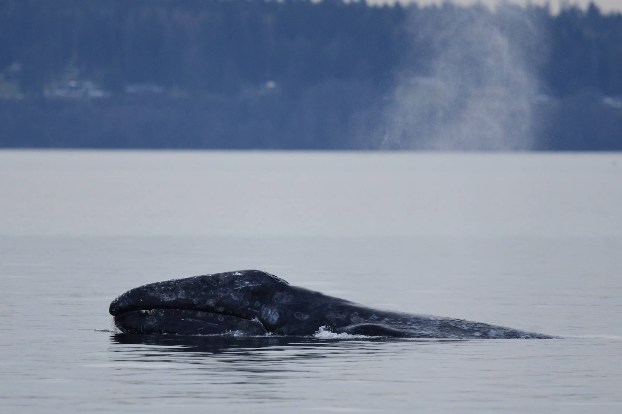 CRC53 “Little Patch” shows his face while surfacing in Saratoga Passage. Photo by S. Tierra.
