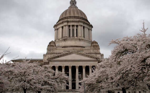 Cherry blossom trees in full bloom behind the Legislature Building on March 31. Contributed photo.